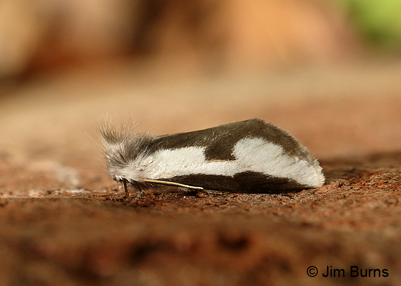 Mesquite Stinger Moth