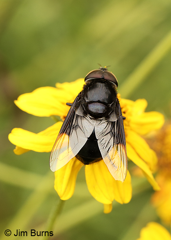 Mexican Cactus Fly
