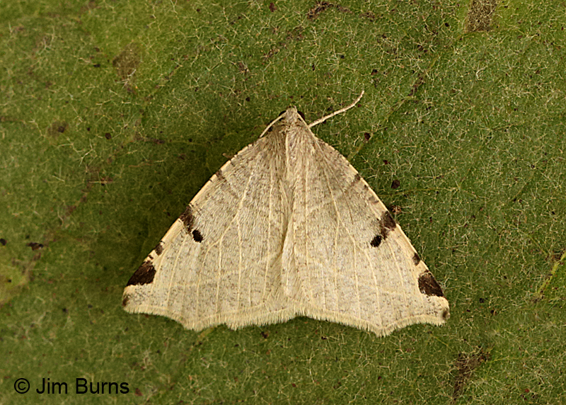 Neoterpes graefiaria