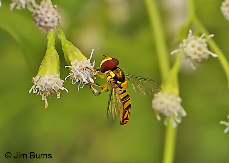 Oblique Flower Fly