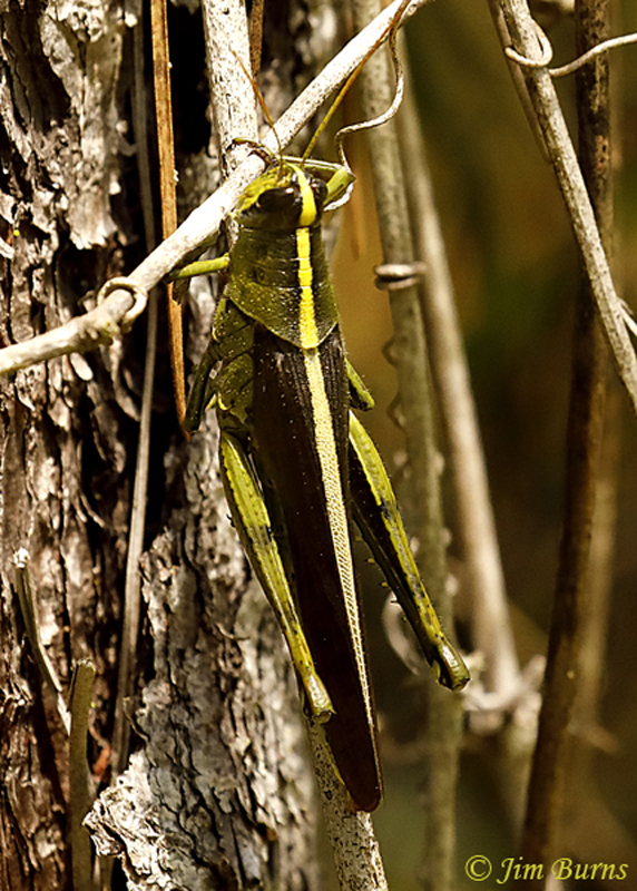 Obscure Bird Grasshopper