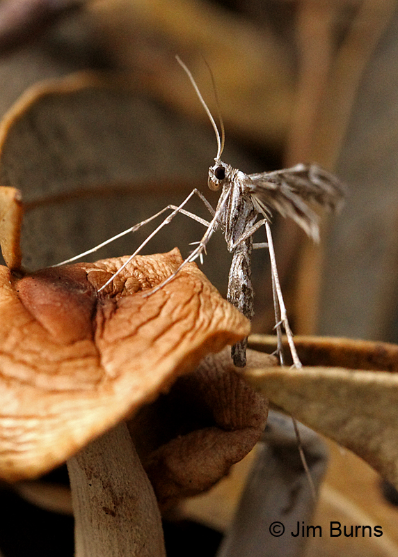 Oidaematophorus grisescens
