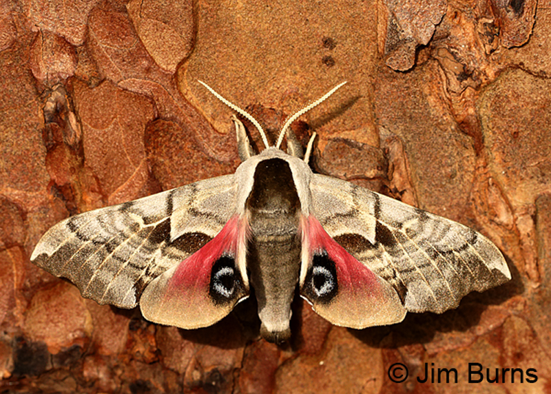 One-eyed Sphinx Moth
