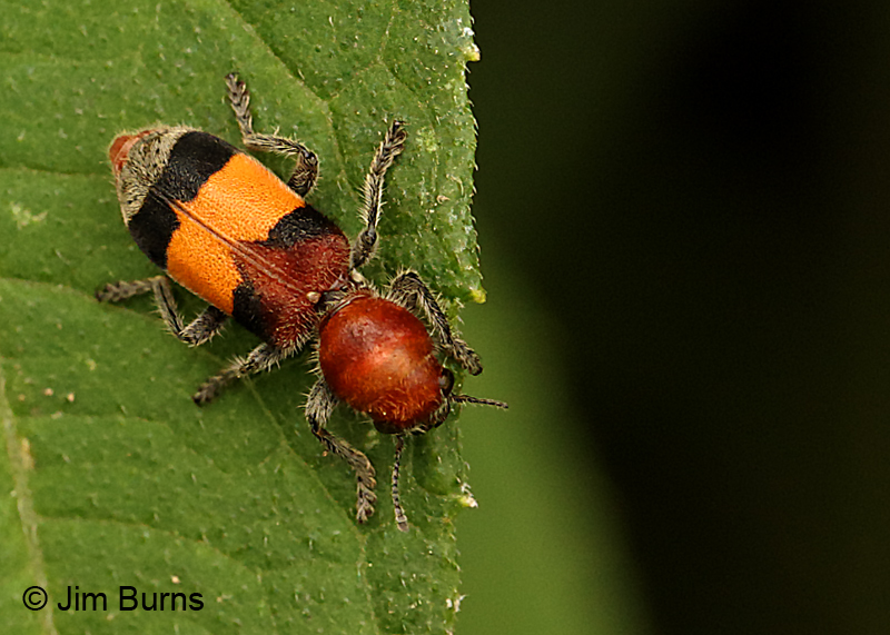 Orange-banded Clerid