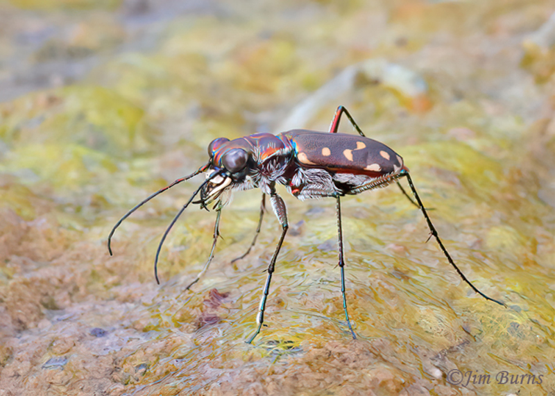 acific Tiger Beetle
