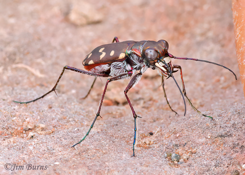 acific Tiger Beetle