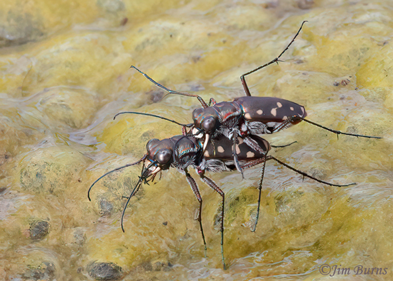 acific Tiger Beetle