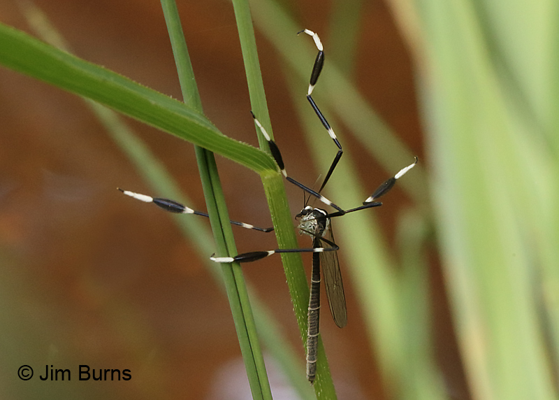 Phantom Crane Fly