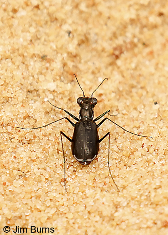 Pine Barrens Tiger Beetle