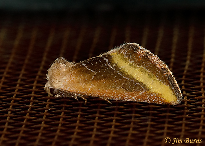 Plagiomimicus aureolum