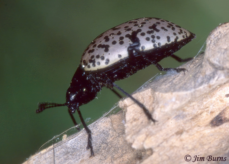 Pleasing Fungus Beetle