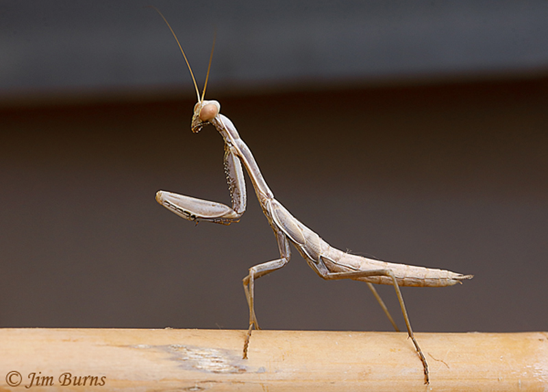 Praying Mantis
