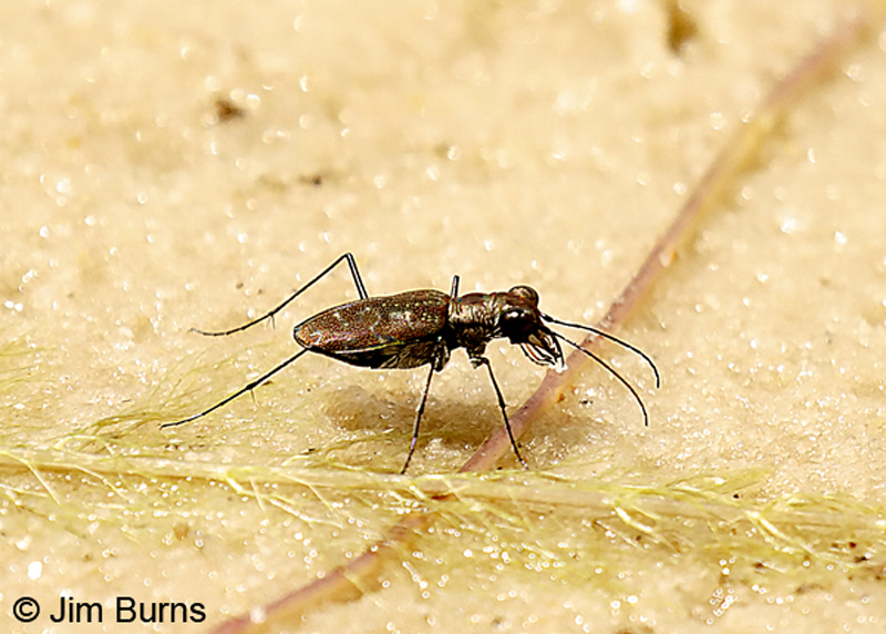 Punctured Tiger Beetle