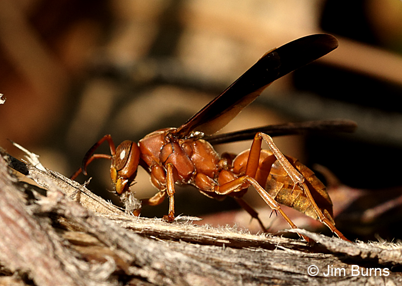 Red Paper Wasp