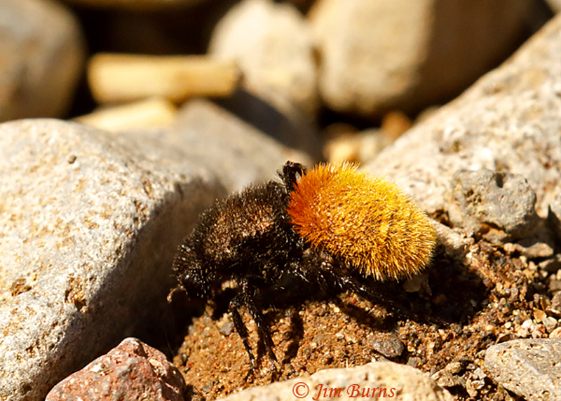 Red Velvet Ant (Dasumutilla magnifica), Wet Beaver Creek, Arizona--0795