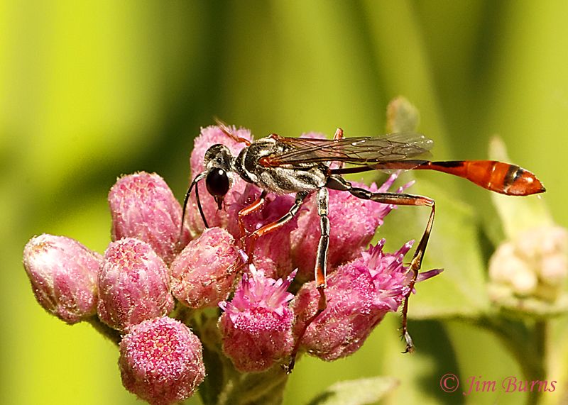 Salt Flat Wasp on Marsh Fleabane--7410