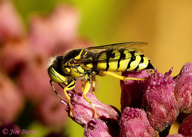 Sand Wasp
