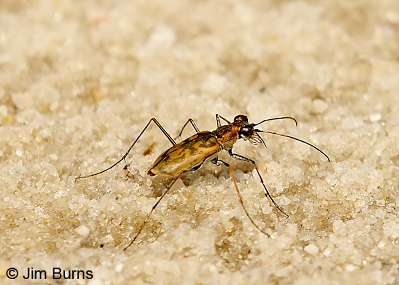 Sandbar Tiger Beetle