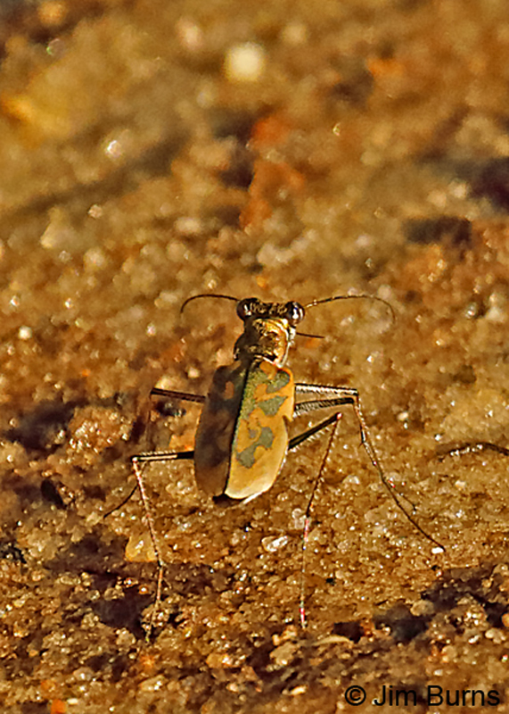 Sandbar Tiger Beetle