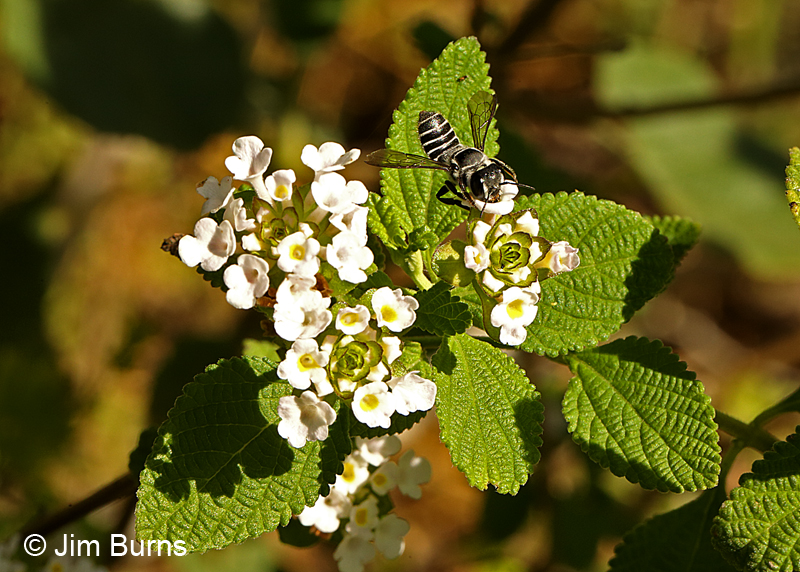 Say's Leafcutter Bee