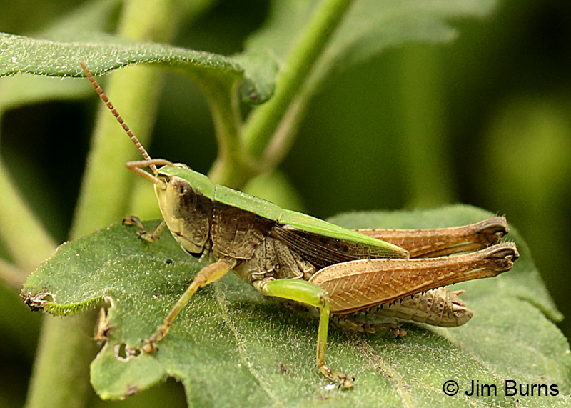 Short-winged Green Grasshopper