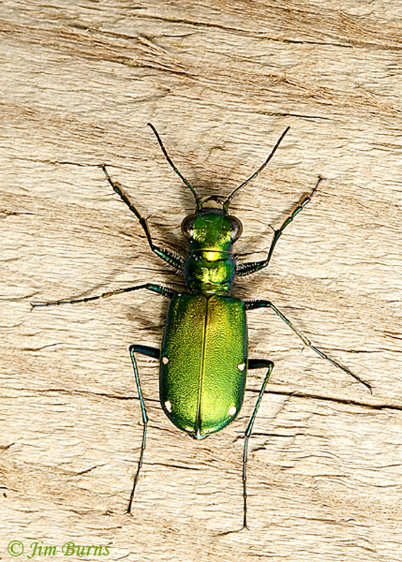 Six-spotted Tiger Beetle