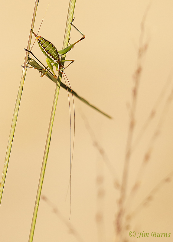 Spoon-tailed Katydid--7578