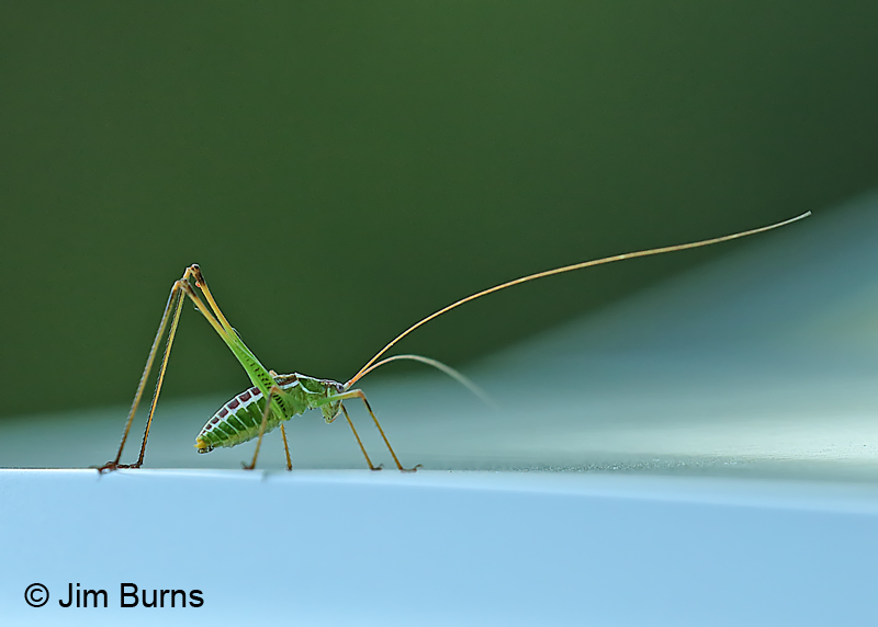 Spoon-tailed Short-winged Katydid 