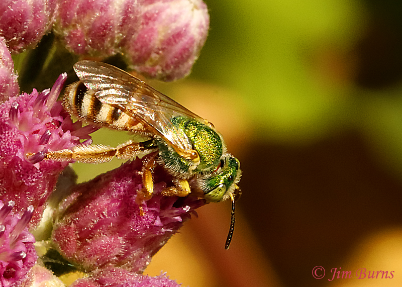 Sweat Bee