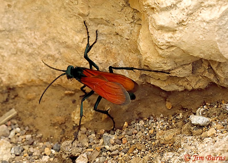 Tarantula Hawk (Pepsis Thisbe), Harshaw Canyon, Arizona--4522