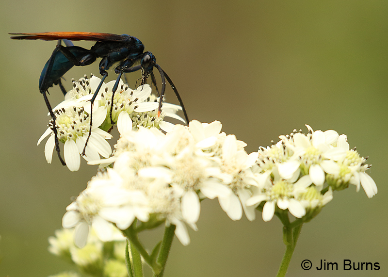 Tarantula Hawk nectaring on Retama, Texas