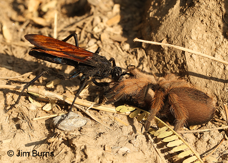 Dragging prey to its burrow