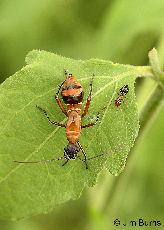 Texas Bow-legged Bug nymph