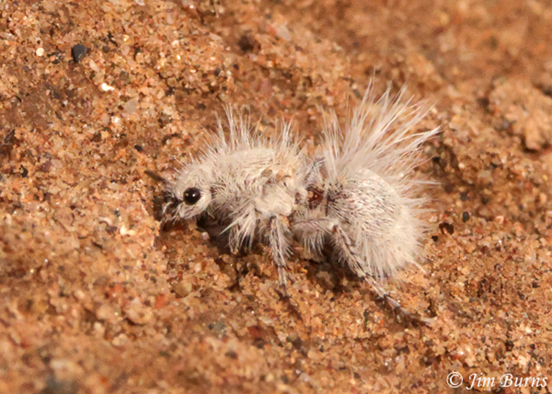 Thistledown Velvet Ant