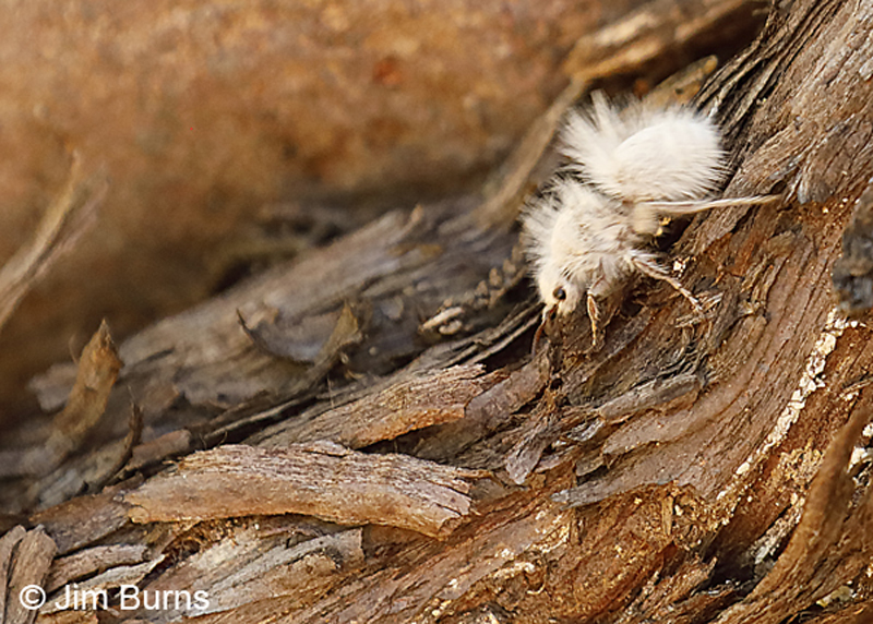 Thistledown Velvet Ant (Dasymutilla gloriosa)