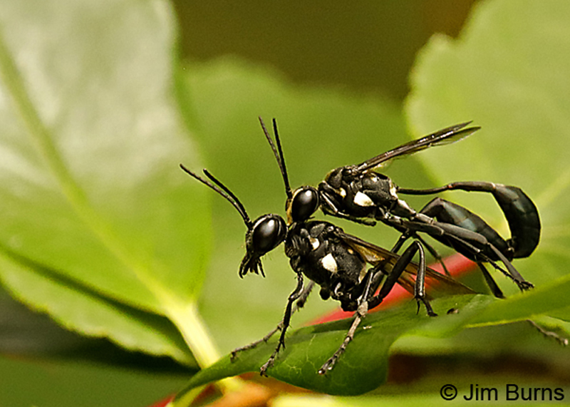 Thread-waisted wasps