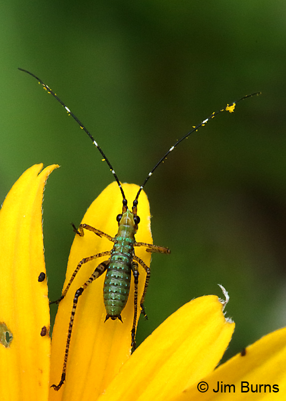 Treetop Bush Katydid (Scudderia fasciata) nymph, Ridges Sanctuary, Wisconsin