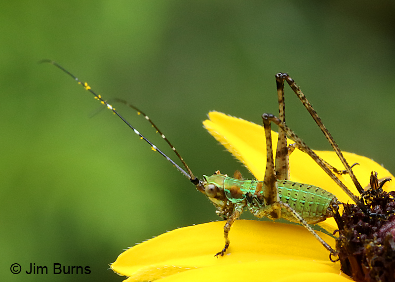 Treetop Bush Katydid (Scudderia fasciata) nymph dorsal view, Ridges Sanctuary, Wisconsin