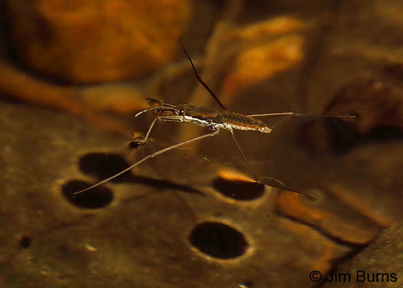 Water Strider