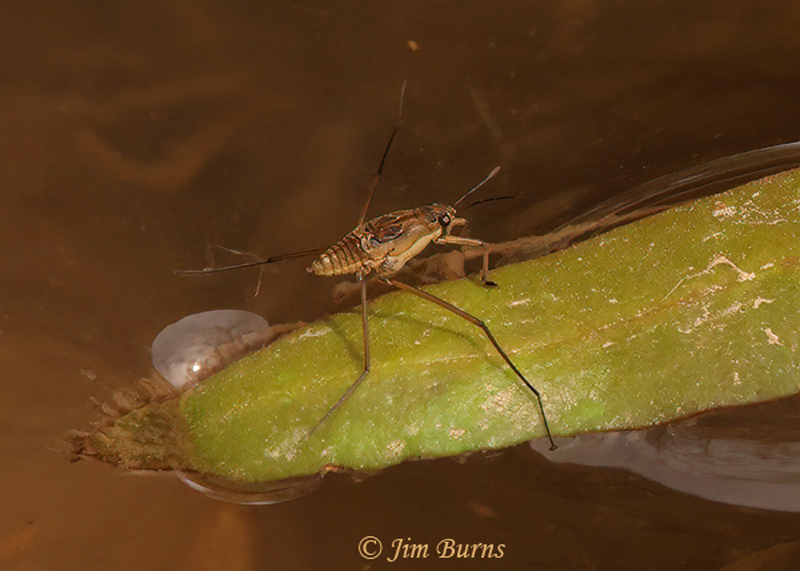 Water Strider
