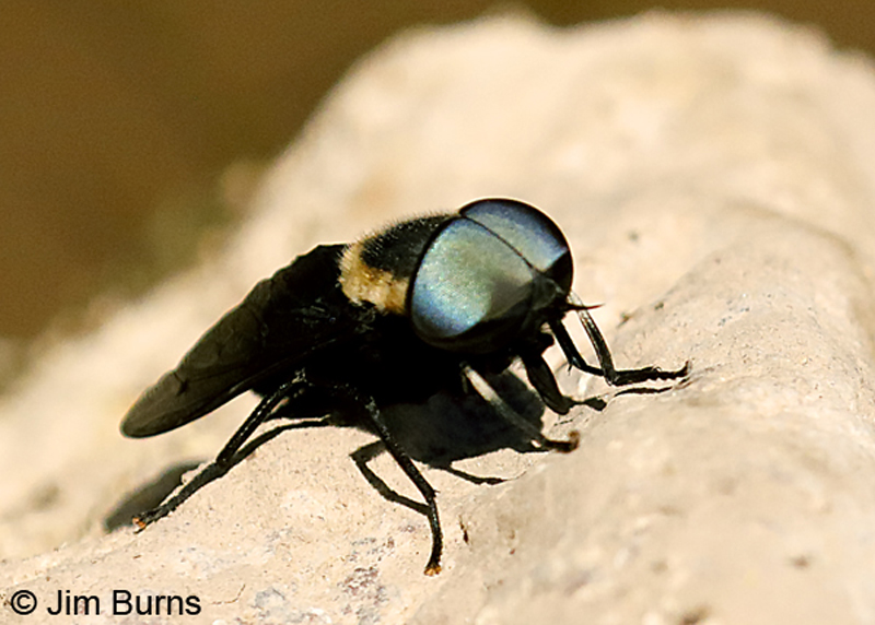 Western Horse Fly 