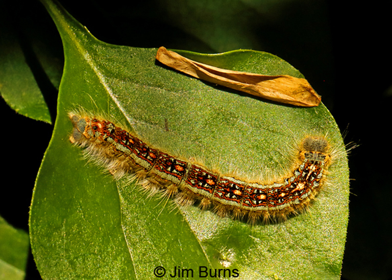 Western Tent Caterpillar Moth caterpillar