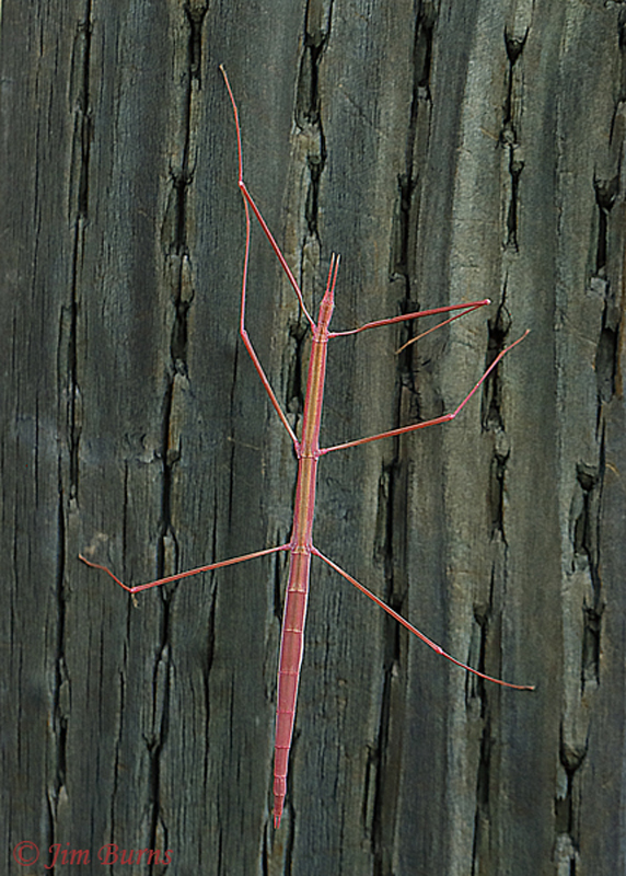 Western Short-horned Walking Stick