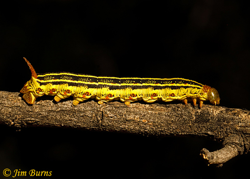 White-lined Sphinx mMoth caterpillar