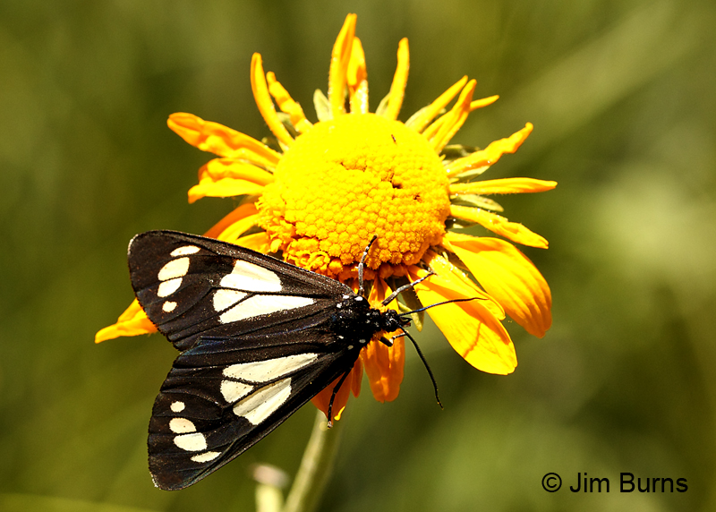White-spotted Diurnal Moth