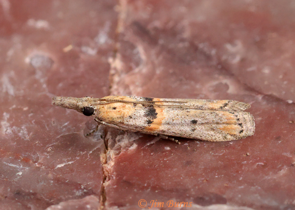 Macrorrhinia aureofasciella, Arizona--5872