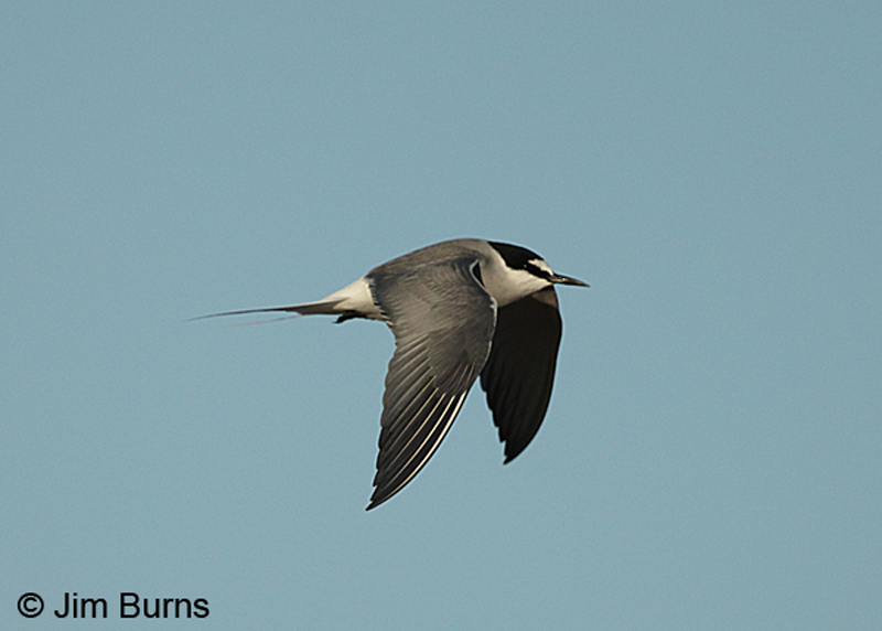 Aleutian Tern