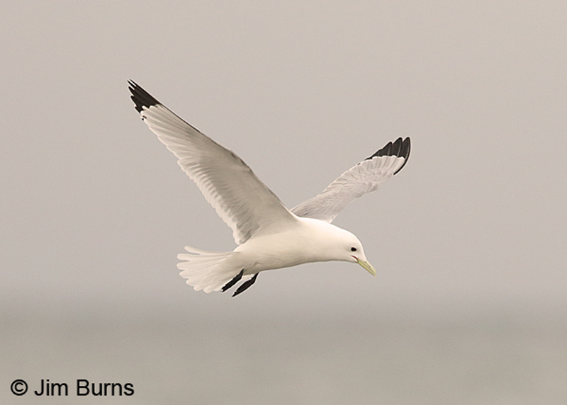 Black-legged Kittiwake