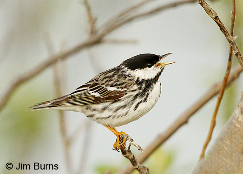Blackpoll Warbler