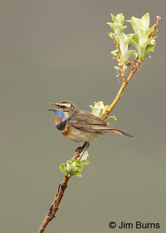 Bluethroat